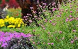 L’estate nell’orto e nel giardino: cure e attenzioni per un verde rigoglioso