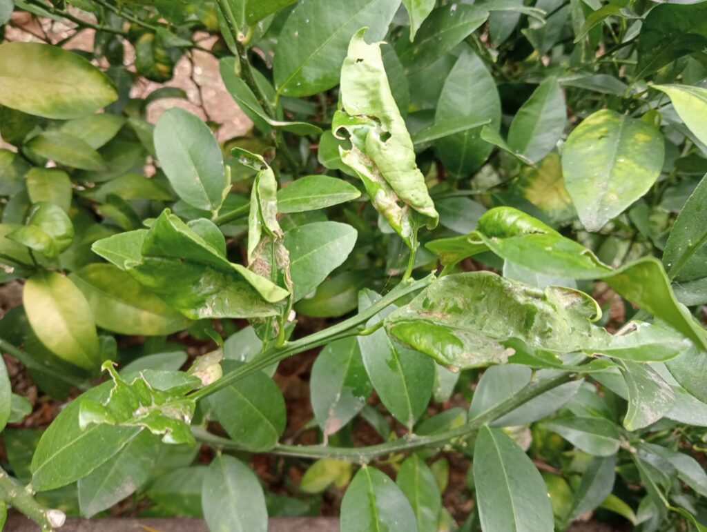 Danni da minatrice serpentina - Arance, mandarini e altri agrumi: i deliziosi frutti invernali